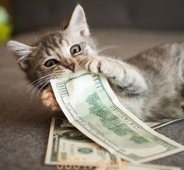 做好这三步让猫猫瞬间美美哒(图1)