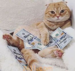 做好这三步让猫猫瞬间美美哒(图2)