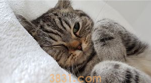 如何给猫咪清洁?猫咪清洁需注意哪些事项?(图1)