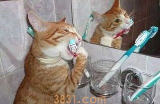 如何给猫咪清洁?猫咪清洁需注意哪些事项?(图2)