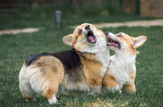 狗狗断尾竟然有这7个原因,你可以接纳哪几个?(图1)