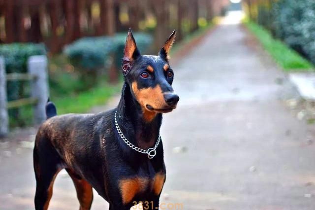 狗狗断尾竟然有这7个原因,你可以接纳哪几个?(图2)