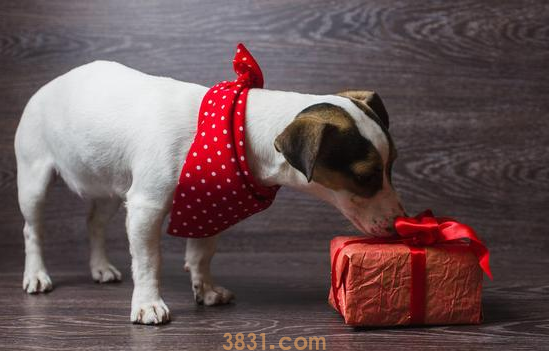 狗狗断尾竟然有这7个原因,你可以接纳哪几个?(图3)