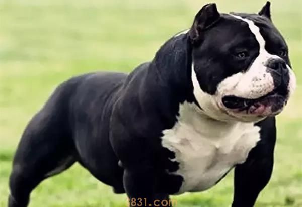 狗狗断尾竟然有这7个原因,你可以接纳哪几个?(图4)