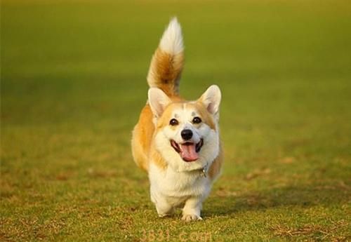 狗狗断尾竟然有这7个原因,你可以接纳哪几个?(图5)