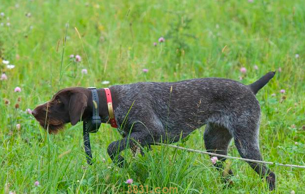 狗狗断尾竟然有这7个原因,你可以接纳哪几个?(图6)