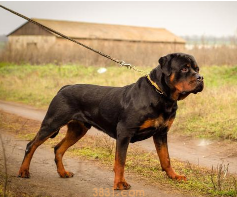 狗狗断尾竟然有这7个原因,你可以接纳哪几个?(图7)