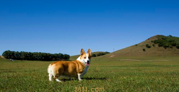 狗狗断尾竟然有这7个原因,你可以接纳哪几个?(图8)