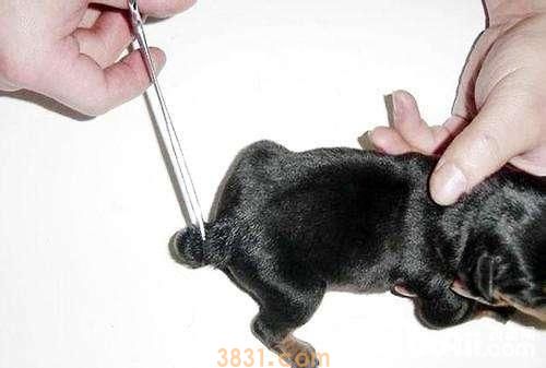 狗狗断尾竟然有这7个原因,你可以接纳哪几个?(图9)