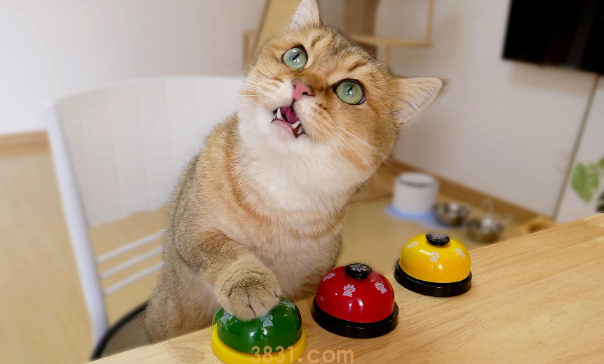 来看:猫咪一直发出咕噜咕噜的声音是怎么回事(图1)