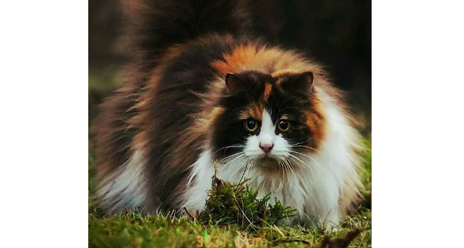 来看:猫咪一直发出咕噜咕噜的声音是怎么回事(图2)