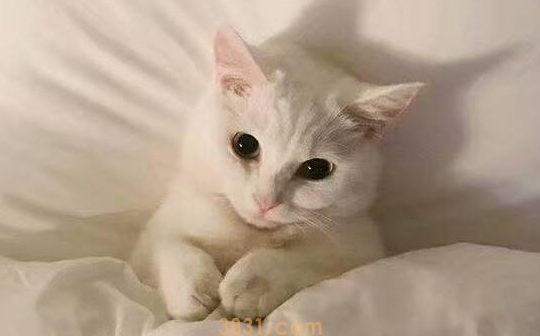 猫咪多大可以怀孕呢?我来告诉你!(图1)