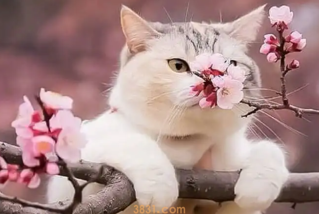 猫咪多大可以怀孕呢?我来告诉你!(图2)