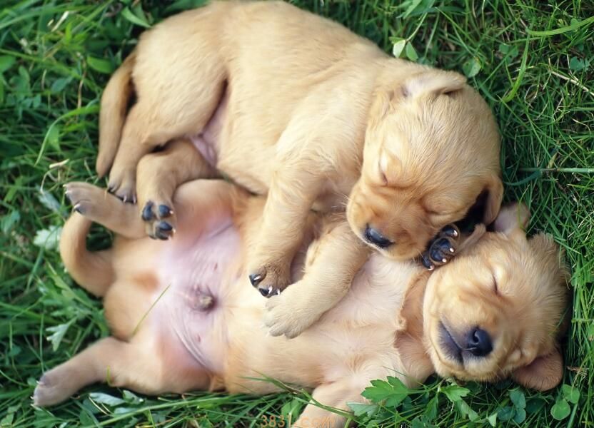 小狗也会亚健康状态 ,这种主要表现你不可以忽略!(图2)