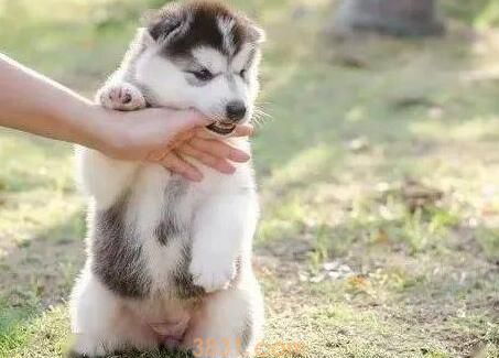 小狗也会亚健康状态 ,这种主要表现你不可以忽略!(图1)