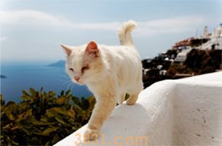 猫咪足部护理有什么妙招(图1)