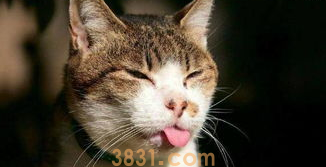 猫咪足部护理有什么妙招(图2)