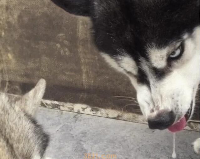 忠实的狗狗,不容易莫名其妙咬主人,除非是这5个缘故(图1)