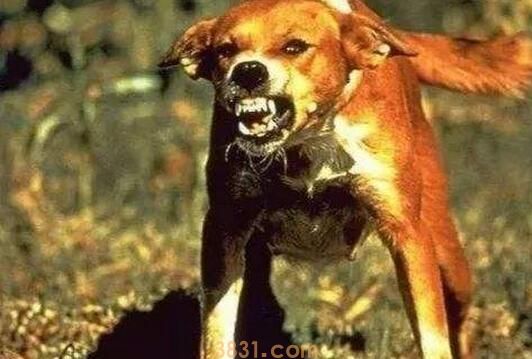 忠实的狗狗,不容易莫名其妙咬主人,除非是这5个缘故(图2)