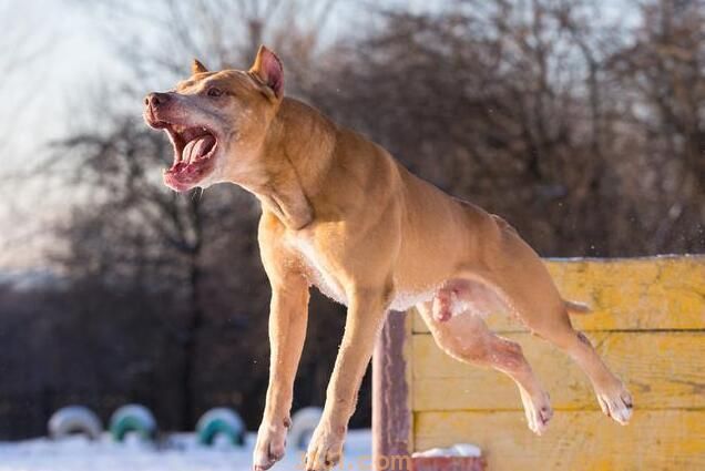 忠实的狗狗,不容易莫名其妙咬主人,除非是这5个缘故(图4)