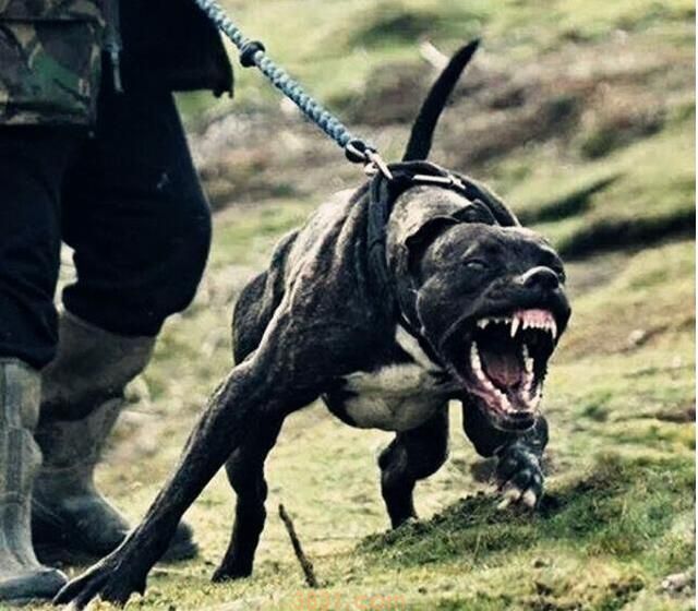 忠实的狗狗,不容易莫名其妙咬主人,除非是这5个缘故(图5)