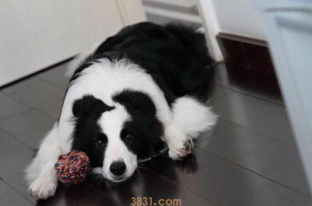 忠实的狗狗,不容易莫名其妙咬主人,除非是这5个缘故(图6)