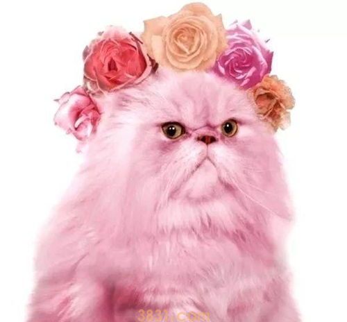 猫猫美容护理的六大要点(图2)