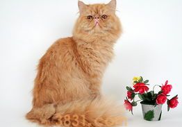 让猫猫快快乐乐洗澡的方法总结(图1)