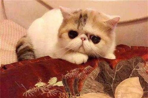 让猫猫快快乐乐洗澡的方法总结(图2)