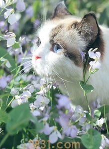 给宠物猫猫做美容不容忽视的几个细节(图1)