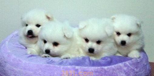 幼犬狗粮怎么泡?你知道吗?(图1)