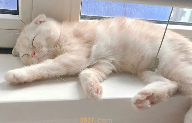 科普:猫咪鼻子黑黑的是什么呢?(图1)