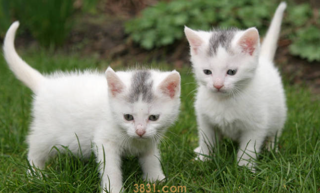 科普:猫咪鼻子黑黑的是什么呢?(图2)