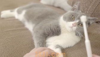 如何正确护理猫咪的牙齿?(图2)
