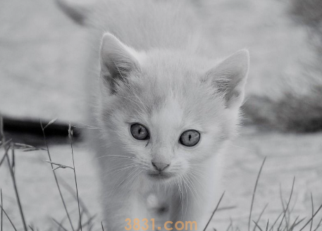 母猫绝育后还会发情吗?这里有答案!(图2)