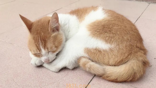 猫反胃呕吐是什么原因?原因有这些……(图1)