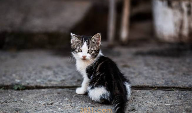 猫反胃呕吐是什么原因?原因有这些……(图2)