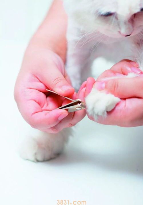 让猫咪安静洗澡的办法(图1)