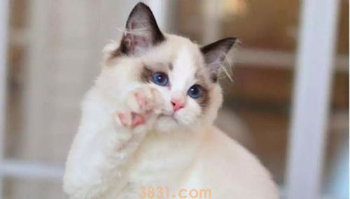 让猫咪安静洗澡的办法(图2)