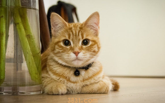 猫口腔溃疡怎么处理?这里有答案!(图1)