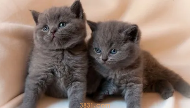 猫口腔溃疡怎么处理?这里有答案!(图2)