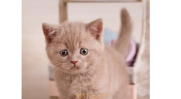 2个月的小猫吐了是什么原因呢?(图1)