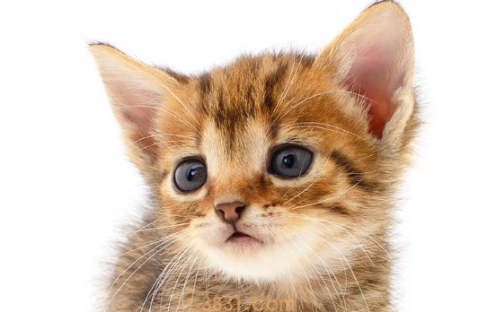 刚买的猫咪不吃东西怎么办?(图1)