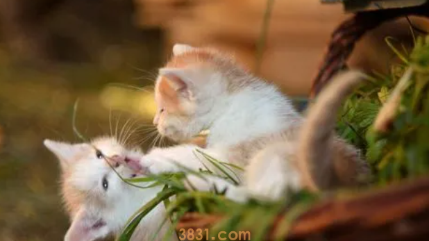 刚买的猫咪不吃东西怎么办?(图2)