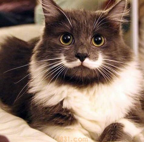 每一只猫咪都爱洗脸吗?为什么猫咪爱洗脸(图2)