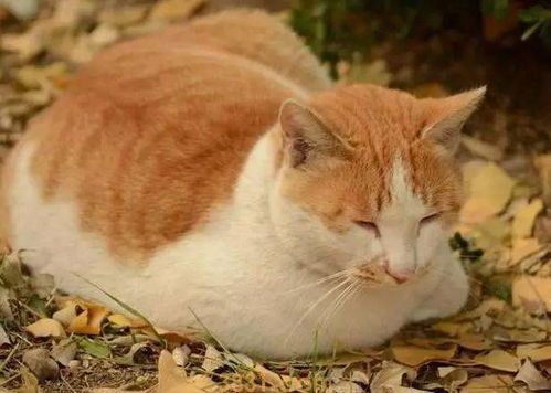 猫咪翻脸前有什么征兆?它给出警告信号了你却不知道!(图2)