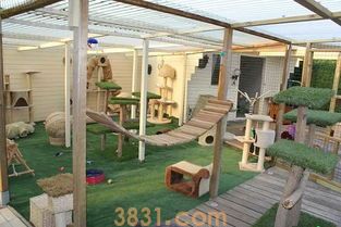 为什么猫咪需要一棵猫树?(图2)