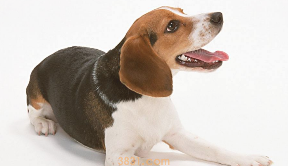 怎么判断小狗是不是身心健康?从哪几个方面看?(图1)