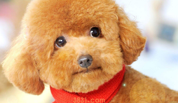 怎么判断小狗是不是身心健康?从哪几个方面看?(图2)