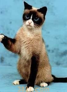 如何训练雪鞋猫开门,雪鞋猫训练方法!(图1)